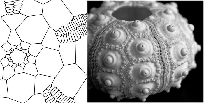 the plate skeleton