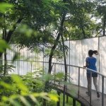 不是刺槐林