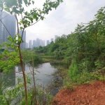 是成都平原典型的土地肌理