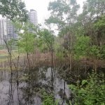 逐渐形成自然生境下的植被覆盖