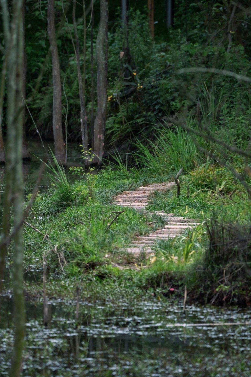 An Ecological Wild