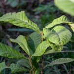 Sichuan LEDA Lands