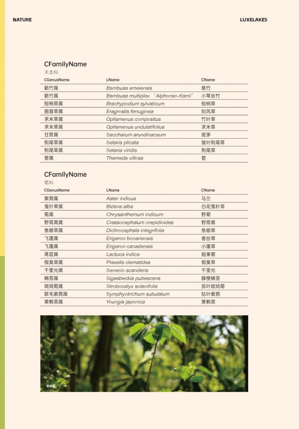 成为具有遗留原始植被特征的自然山野空