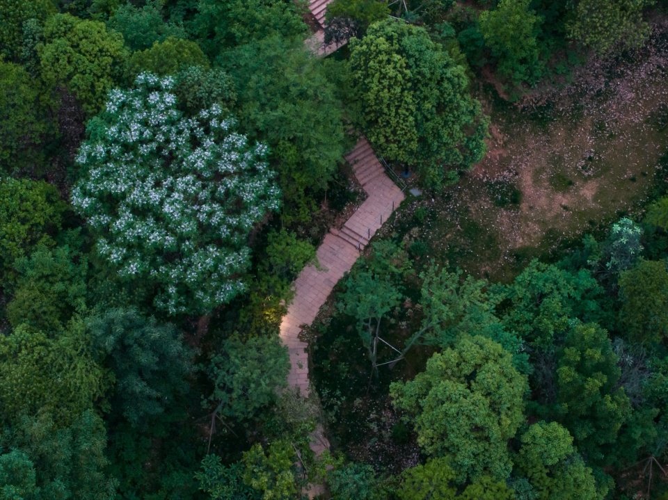 麓野公园发挥它支持生物多样性的潜力
