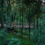 逐渐形成自然生境下的植被覆盖