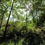 Nestled within the
