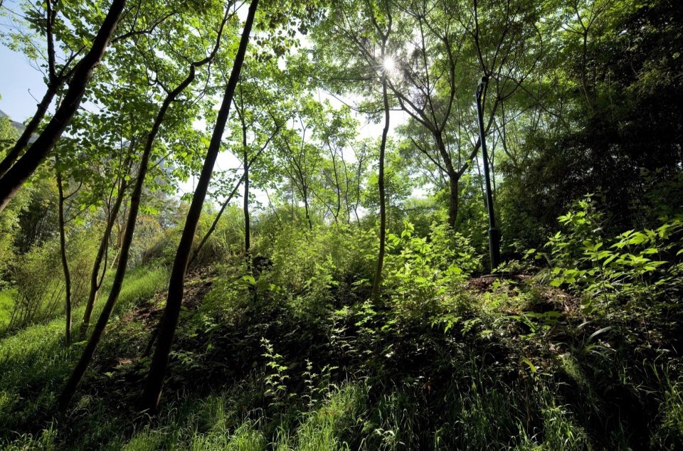 An Ecological Wild