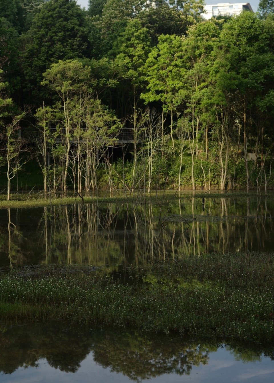 Sichuan LEDA Lands