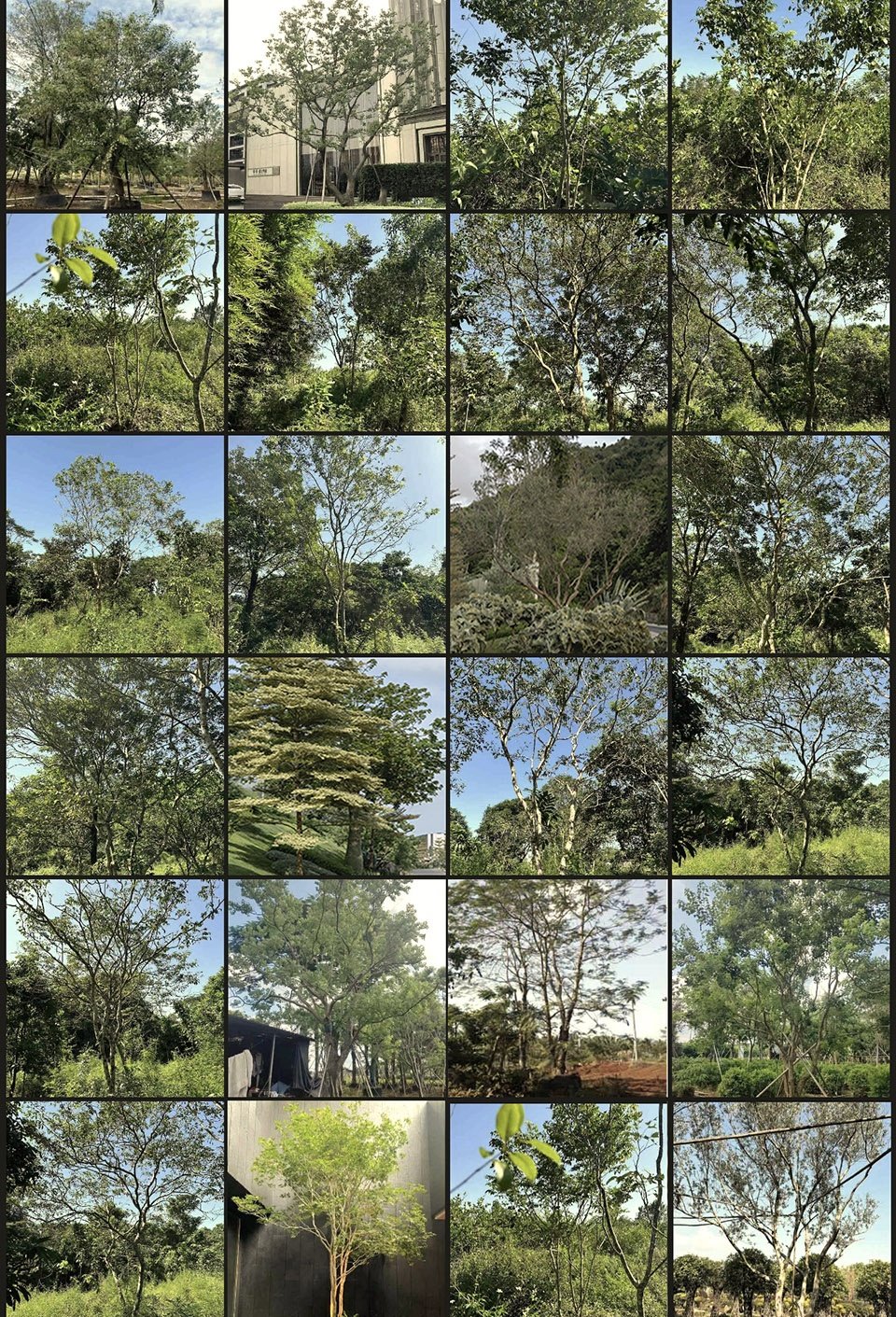 我们想要场外山体与场内植物融为一体