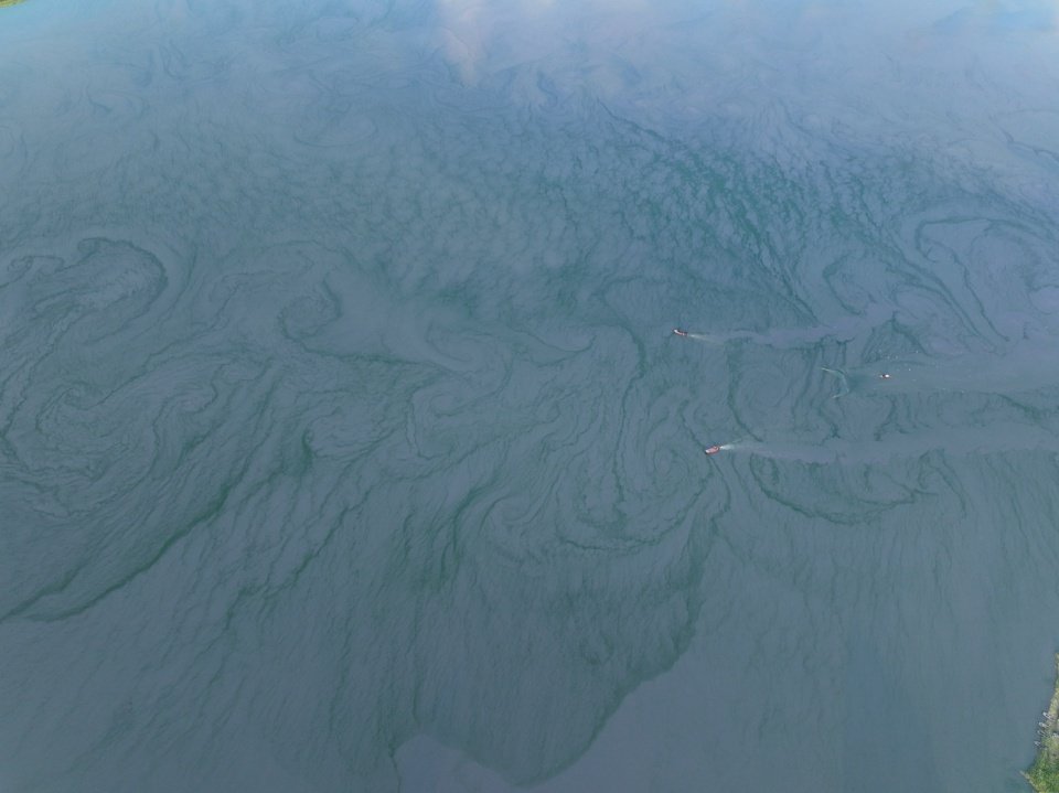 Slow Coral Design 