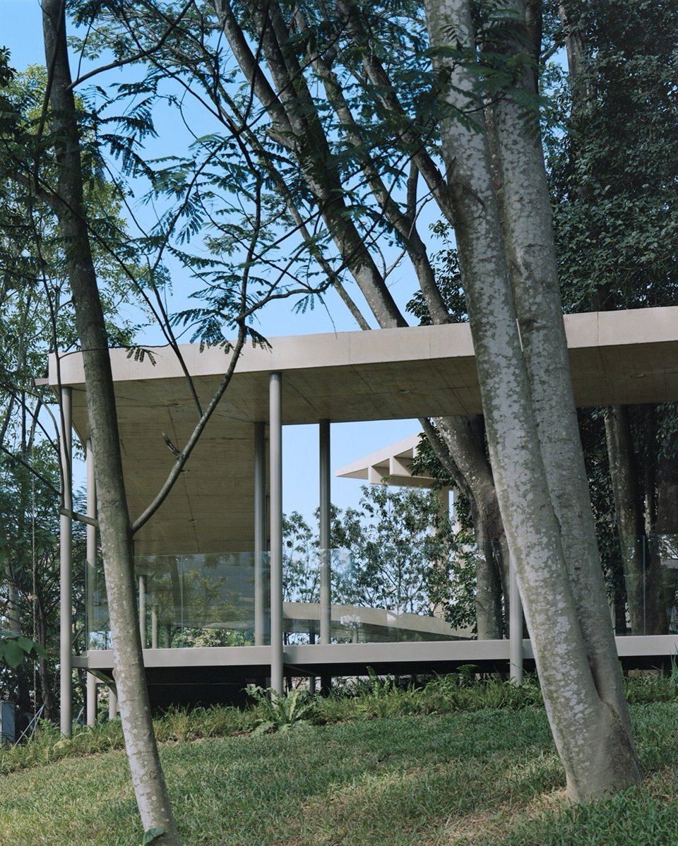 Ficus Garden